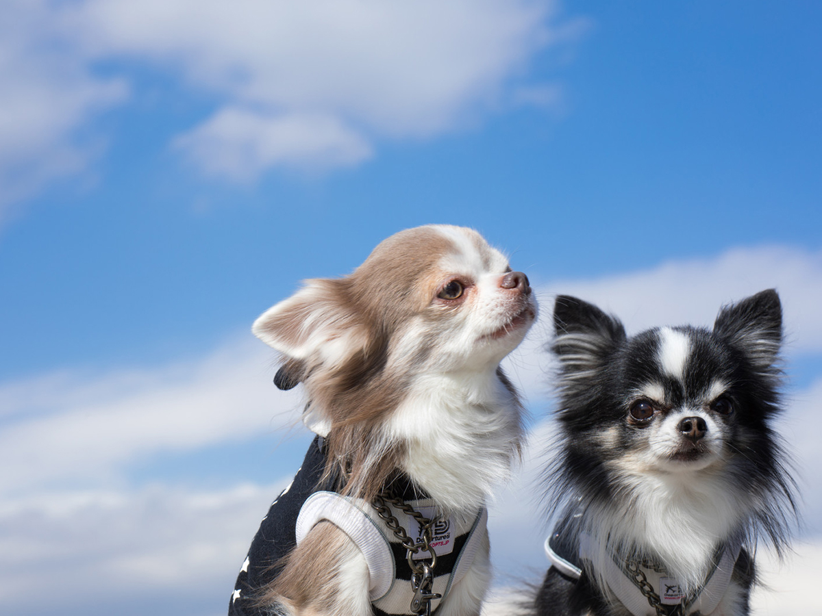 犬が亡くなったら