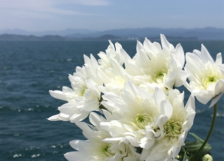 ペットの海洋散骨・献花