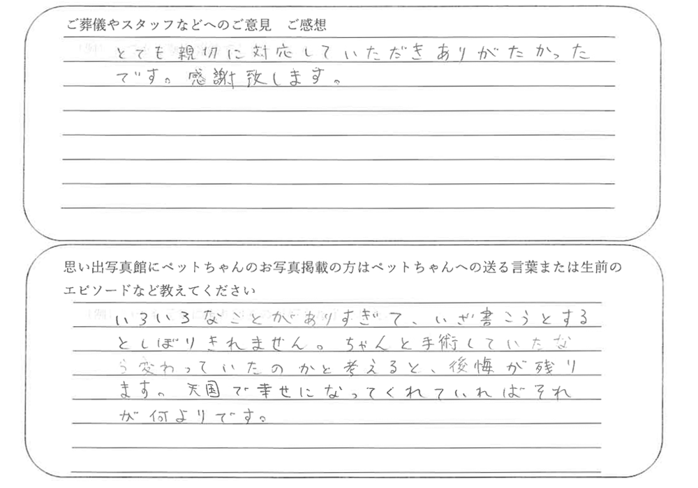 三毛猫火葬