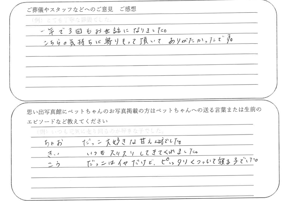 三毛猫火葬