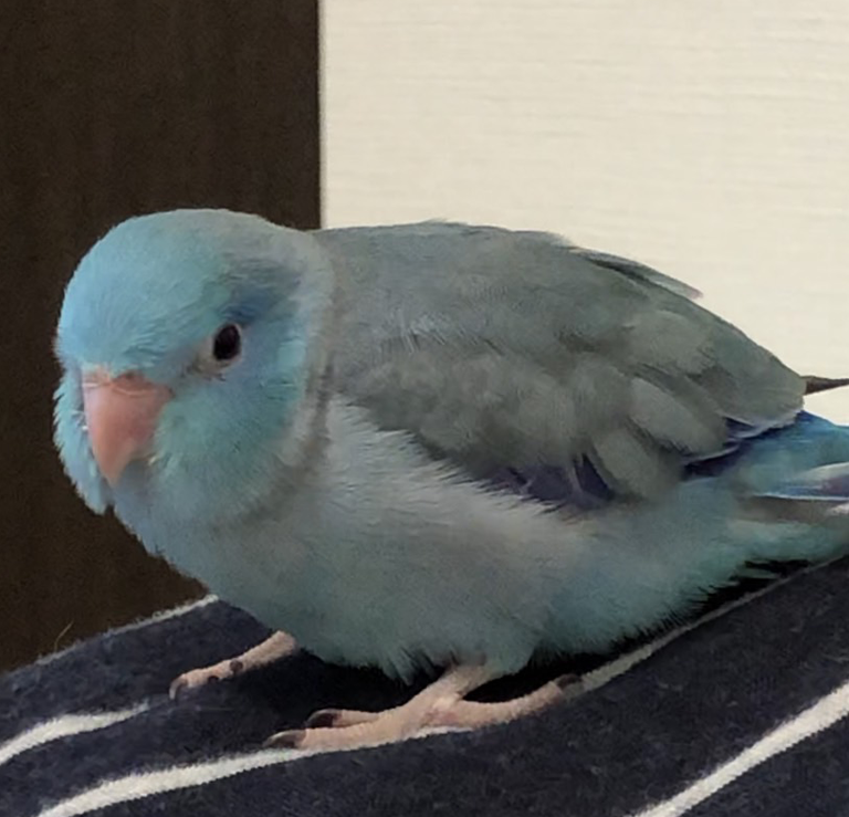 マメルリハ火葬