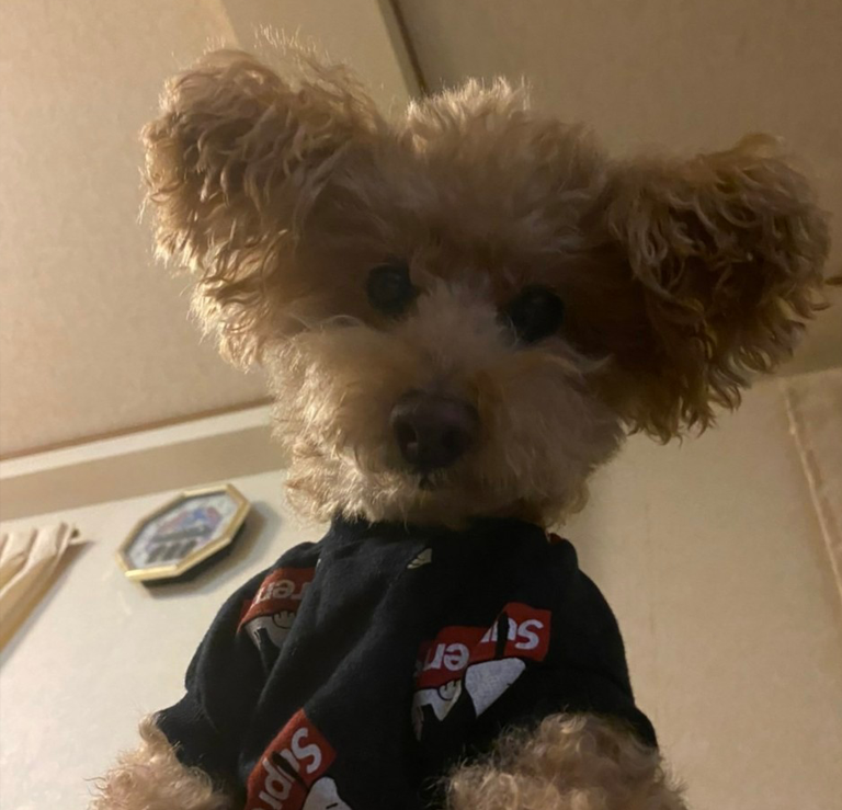 犬火葬