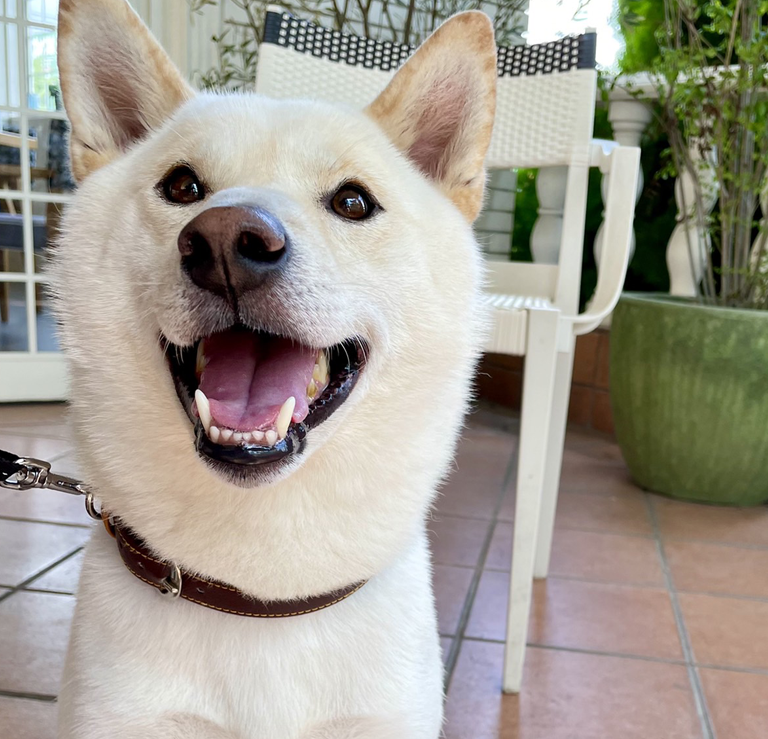 犬火葬