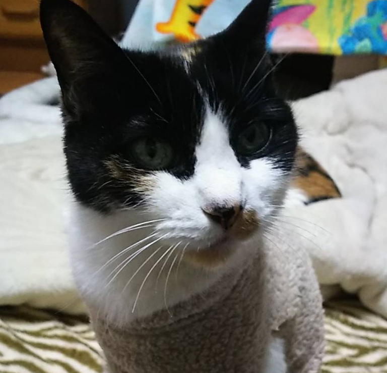 三毛猫火葬
