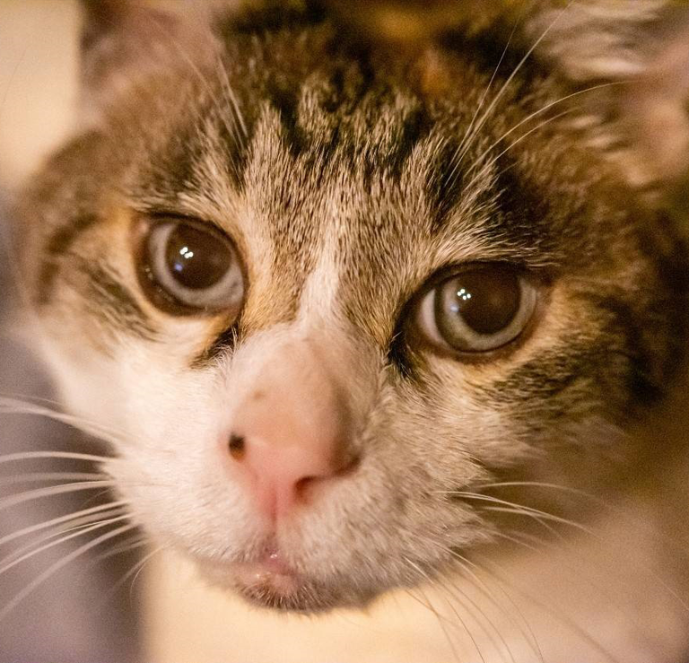 猫火葬