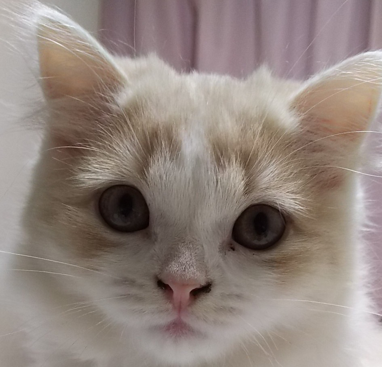 猫火葬