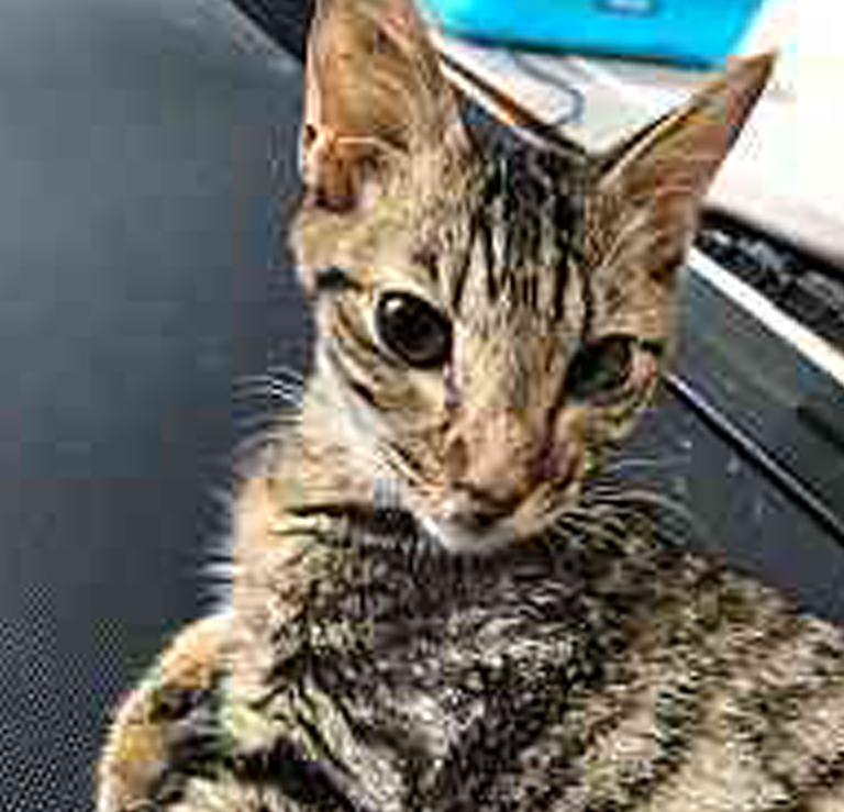 猫火葬