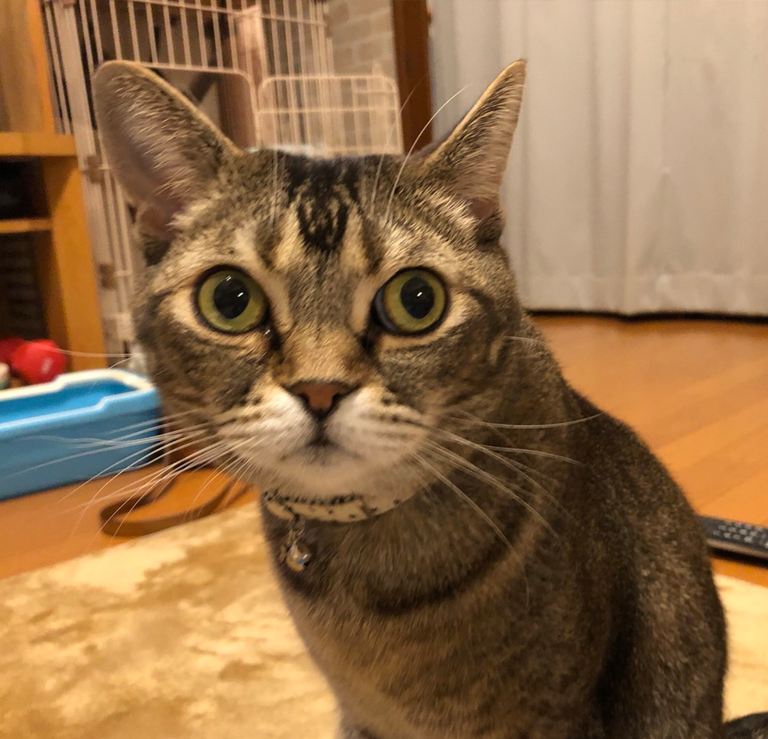 猫火葬