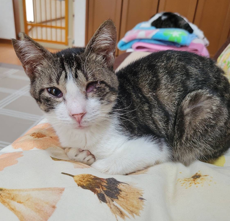 猫火葬