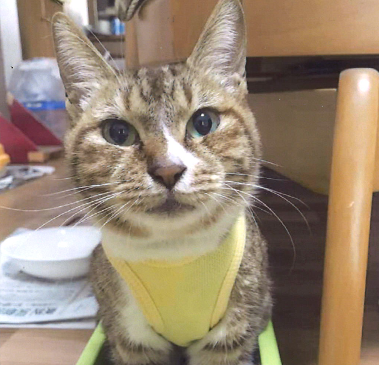 猫火葬