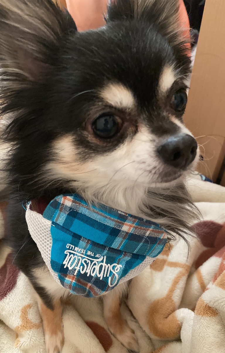 柴犬火葬
