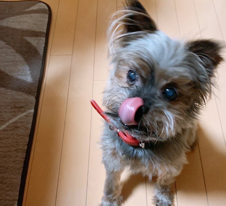 柴犬火葬