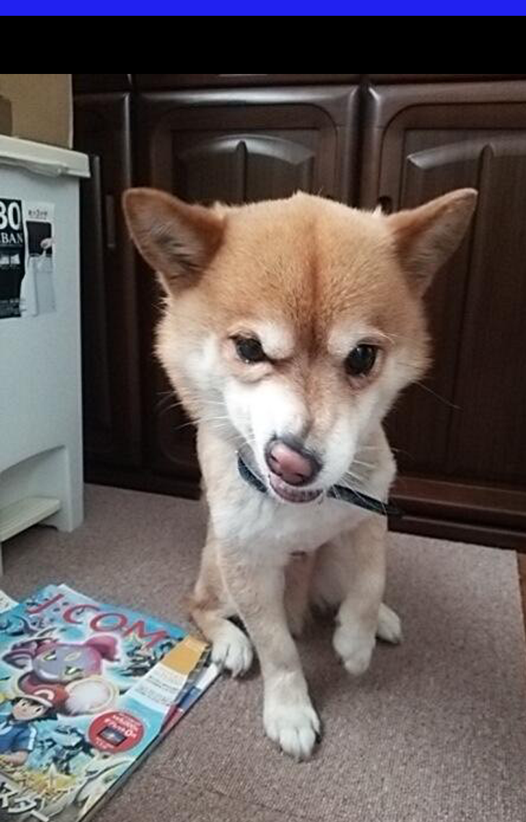 川口柴犬火葬