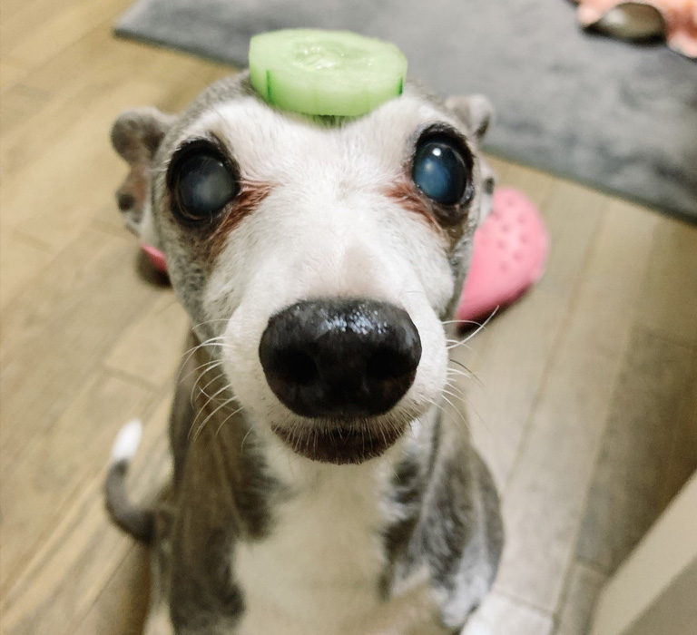 モカ火葬